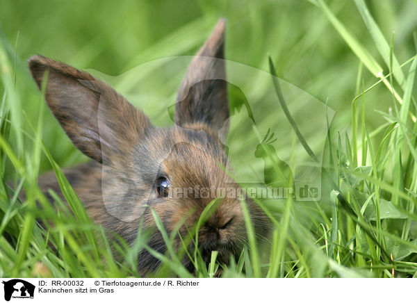 Kaninchen sitzt im Gras / RR-00032