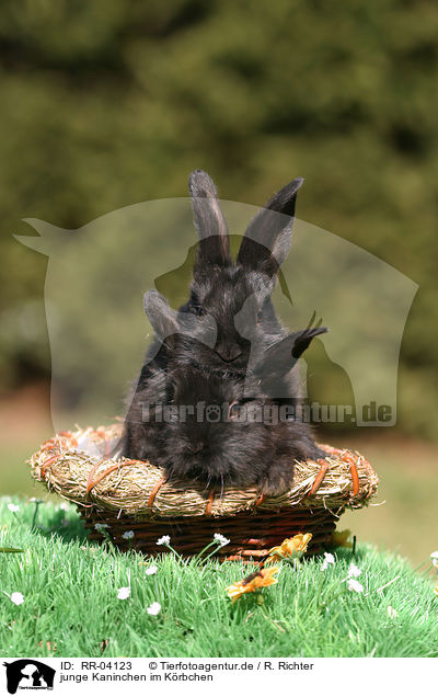junge Kaninchen im Krbchen / young bunnies in the basket / RR-04123