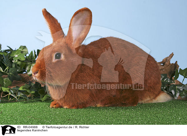 liegendes Kaninchen / lying rabbit / RR-04988