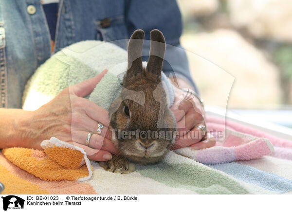 Kaninchen beim Tierarzt / BB-01023