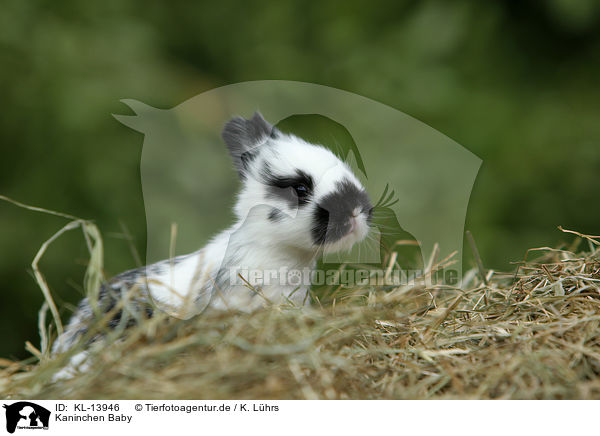 Kaninchen Baby / rabbit baby / KL-13946