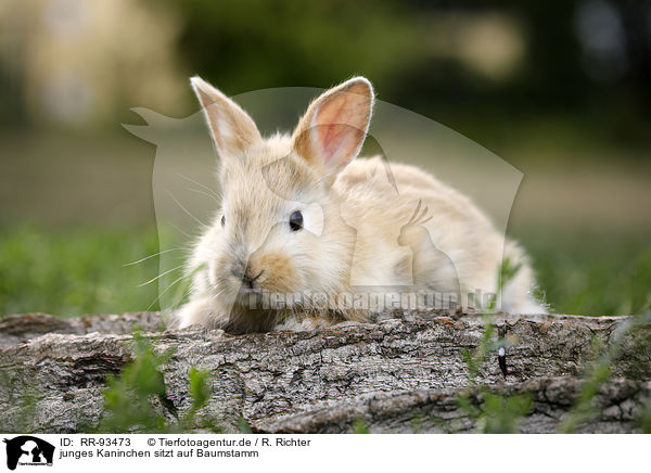 junges Kaninchen sitzt auf Baumstamm / young rabbit sits on tree trunk / RR-93473