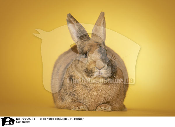 Kaninchen / rabbit / RR-99711