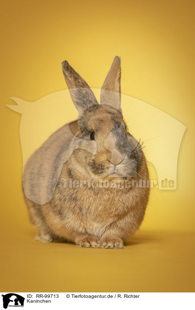 Kaninchen / rabbit / RR-99713