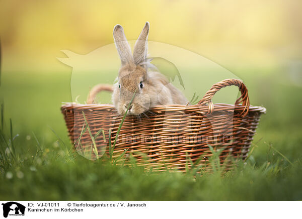 Kaninchen im Krbchen / rabbit in a basket / VJ-01011