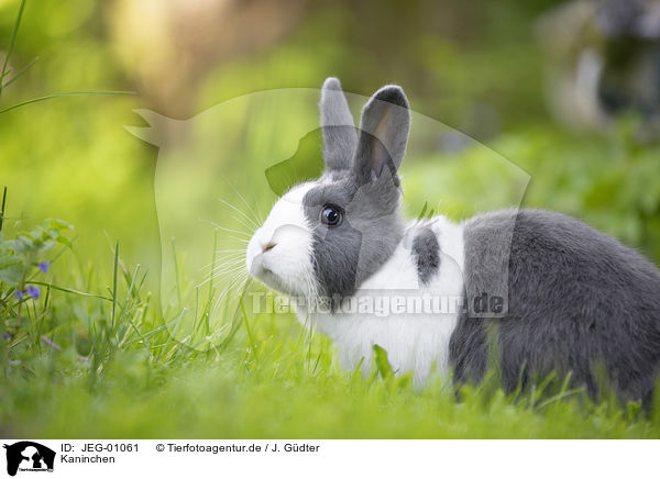 Kaninchen / rabbit / JEG-01061