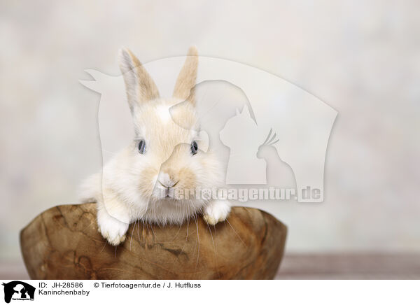 Kaninchenbaby / young rabbit / JH-28586
