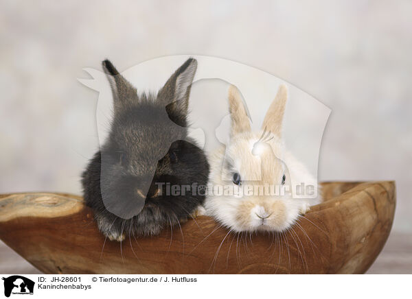 Kaninchenbabys / young rabbits / JH-28601