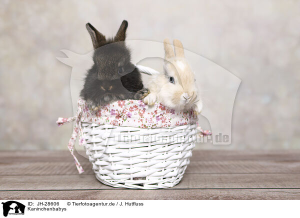 Kaninchenbabys / young rabbits / JH-28606