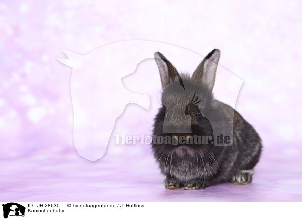 Kaninchenbaby / young rabbit / JH-28630