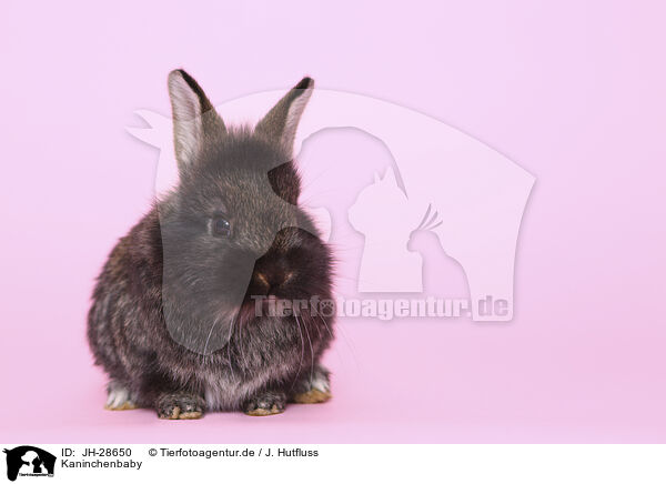 Kaninchenbaby / young rabbit / JH-28650