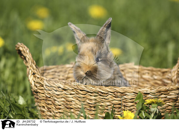 Kaninchenbaby / young rabbit / JH-28732