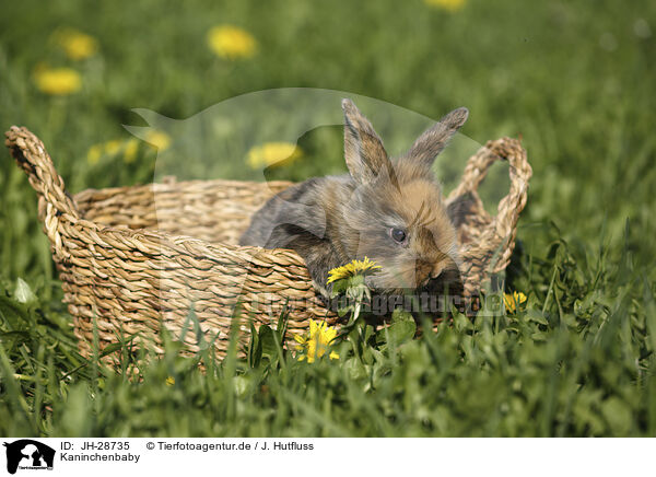 Kaninchenbaby / young rabbit / JH-28735