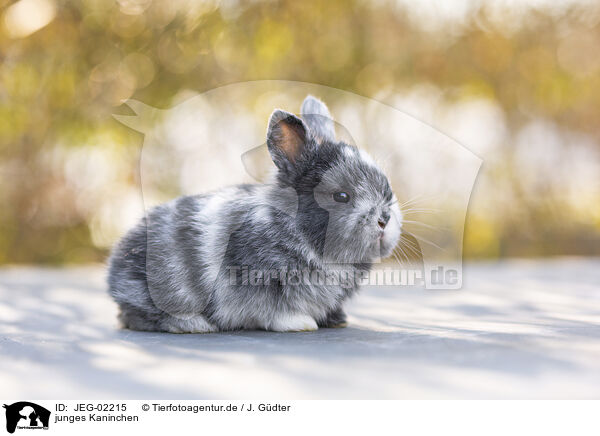 junges Kaninchen / young rabbit / JEG-02215
