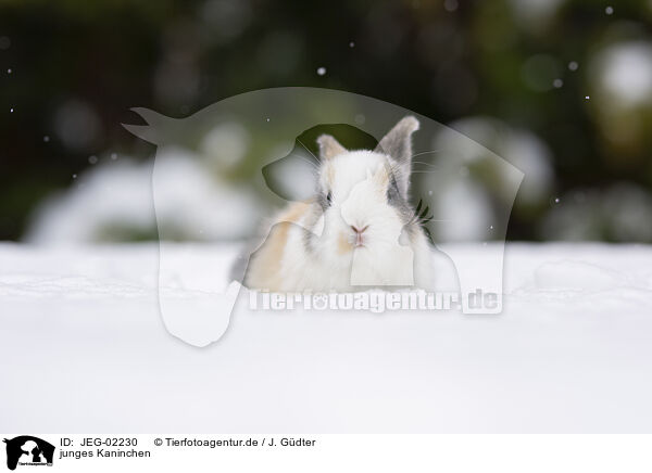 junges Kaninchen / young rabbit / JEG-02230