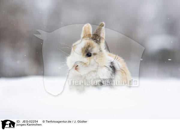 junges Kaninchen / young rabbit / JEG-02254