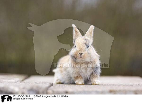 junges Kaninchen / young rabbit / JEG-02261