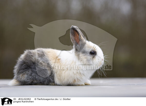 junges Kaninchen / young rabbit / JEG-02262