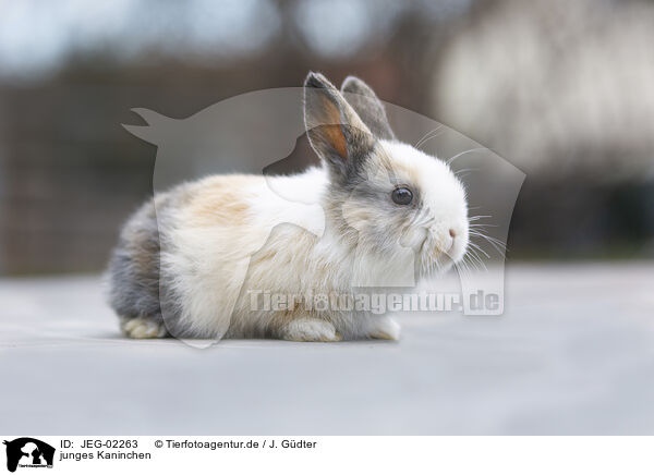 junges Kaninchen / young rabbit / JEG-02263