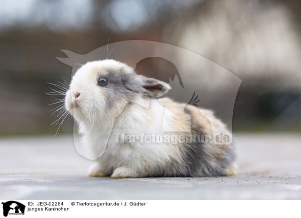 junges Kaninchen / young rabbit / JEG-02264
