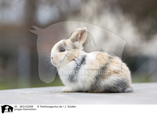 junges Kaninchen / young rabbit / JEG-02268