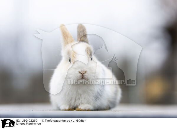 junges Kaninchen / young rabbit / JEG-02269