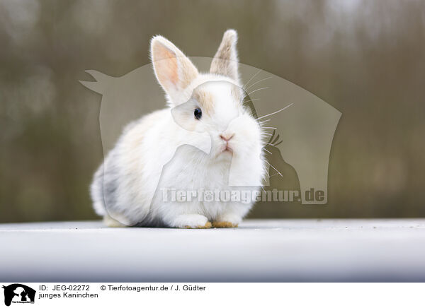 junges Kaninchen / young rabbit / JEG-02272