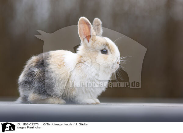 junges Kaninchen / young rabbit / JEG-02273