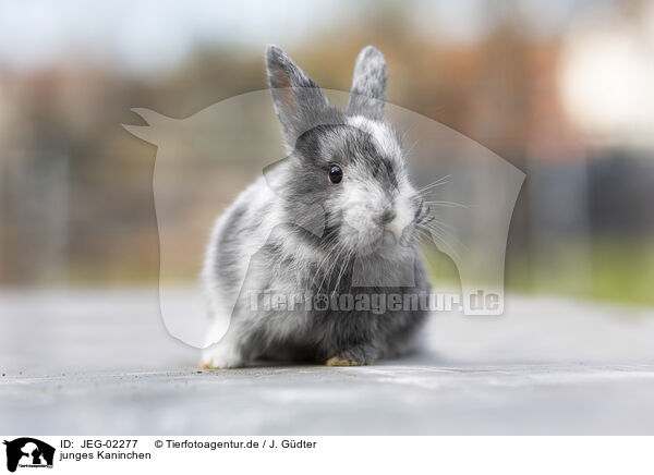 junges Kaninchen / young rabbit / JEG-02277