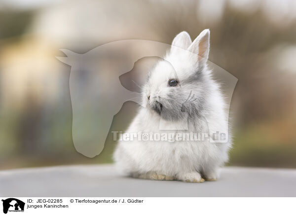 junges Kaninchen / young rabbit / JEG-02285