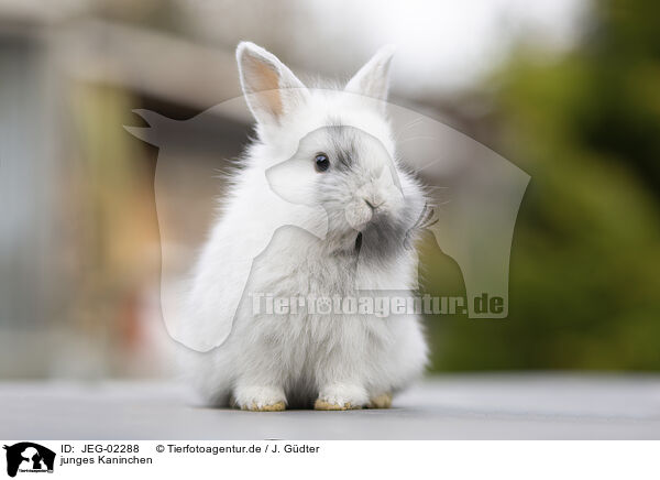 junges Kaninchen / young rabbit / JEG-02288