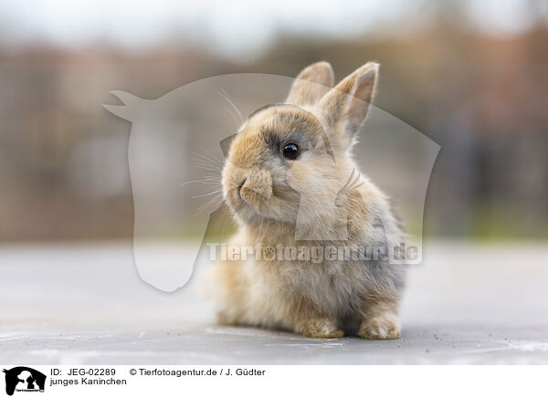 junges Kaninchen / young rabbit / JEG-02289