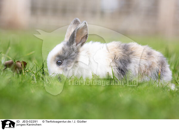 junges Kaninchen / young rabbit / JEG-02291