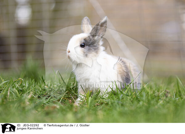 junges Kaninchen / young rabbit / JEG-02292