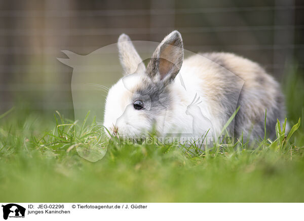 junges Kaninchen / young rabbit / JEG-02296