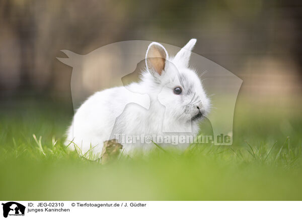 junges Kaninchen / young rabbit / JEG-02310