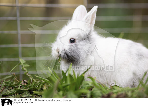 junges Kaninchen / young rabbit / JEG-02311