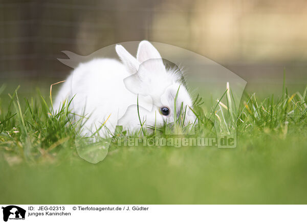 junges Kaninchen / young rabbit / JEG-02313