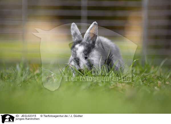 junges Kaninchen / young rabbit / JEG-02315