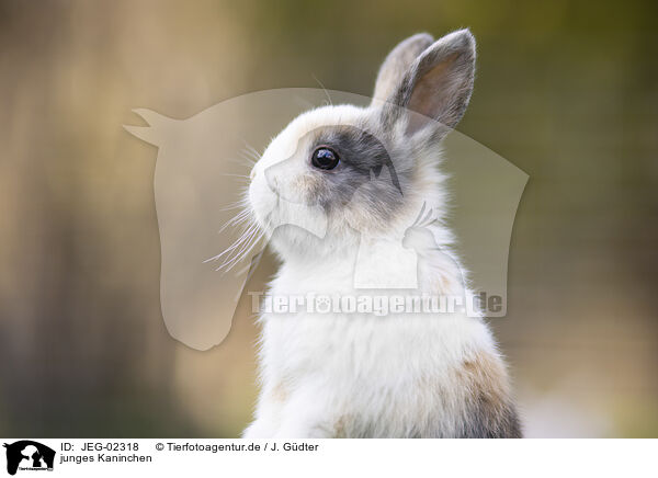 junges Kaninchen / young rabbit / JEG-02318