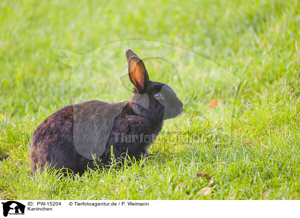 Kaninchen / rabbit / PW-15204
