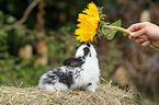 Kaninchen Baby