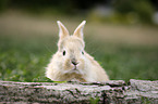junges Kaninchen sitzt auf Baumstamm