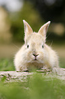 junges Kaninchen sitzt auf Baumstamm