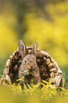 Kaninchen im Krbchen