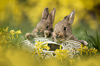 Kaninchen im Krbchen
