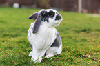 sitzendes Kaninchen
