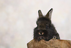 Kaninchenbaby