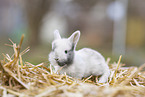 junges Kaninchen