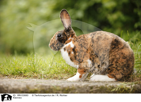 Kleinrex / rabbit / RR-53880